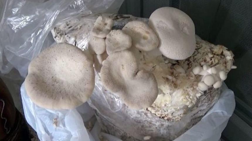 Evinin Odasında Klonlanmış Mantar Yetiştirdi