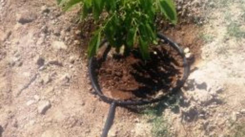 T&uuml;rkiye&rsquo;de 2015 Yılında 190 Bin Ton Ceviz &Uuml;retildi