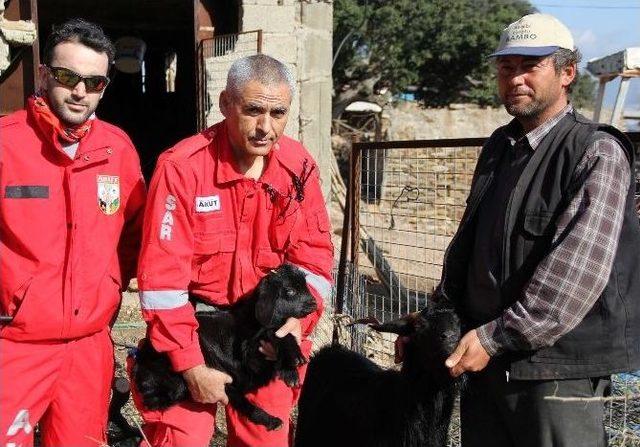 Anne Keçiyi Kurtarmak İçin Akut Seferber Oldu