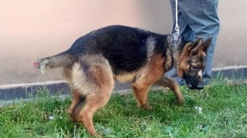 K&ouml;peğe Eziyete Vatandaştan Tepki