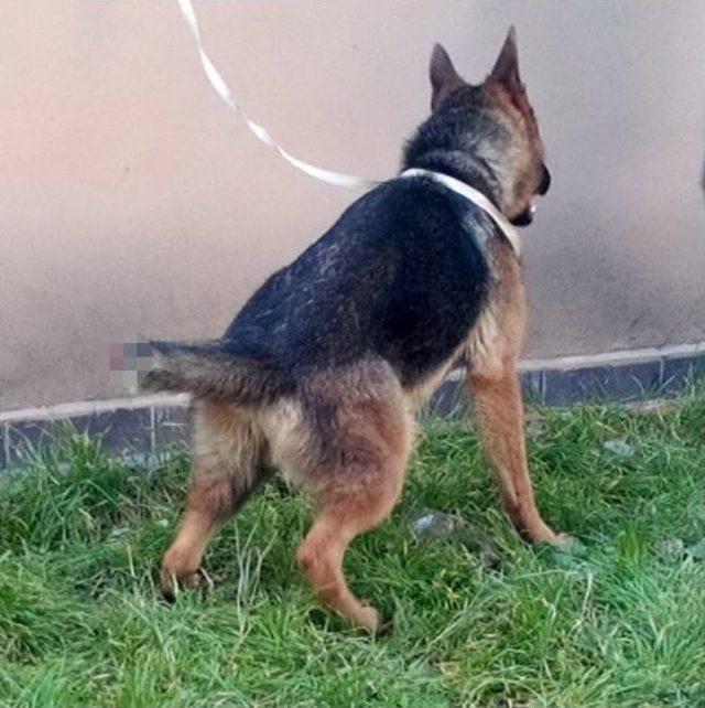 Köpeğe Eziyete Vatandaştan Tepki