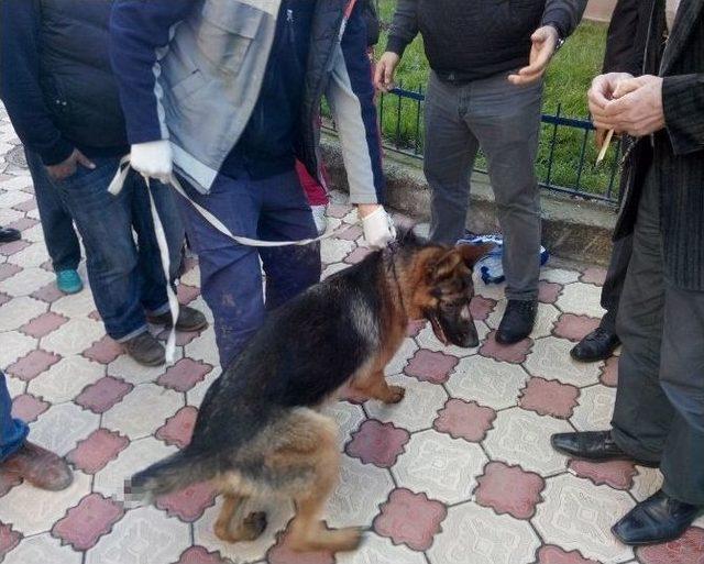 Köpeğe Eziyete Vatandaştan Tepki