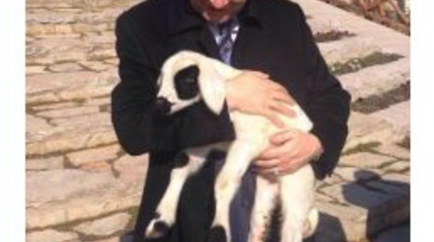 Altınk&ouml;y A&ccedil;ık Hava M&uuml;zesi&rsquo;nin Bir Kuzusu Daha Oldu