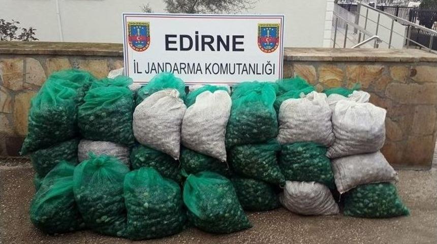 Edirne&rsquo;de Midye Ka&ccedil;ak&ccedil;ılığı