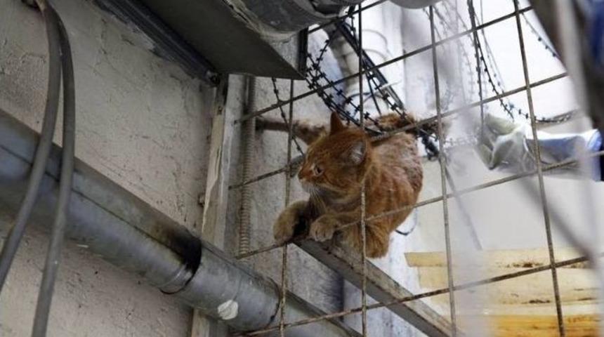 Dikenli Tellere Takılan Kedi İtfaiye Ekiplerince Kurtarıldı