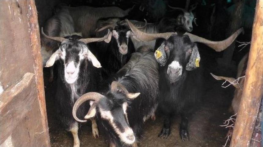 Ter&ouml;r Olayları Muş&rsquo;ta Hayvancılığı Etkilemedi