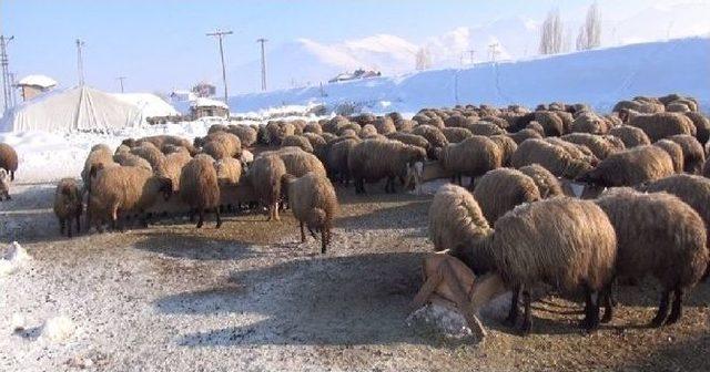 Terör Olayları Muş’ta Hayvancılığı Etkilemedi