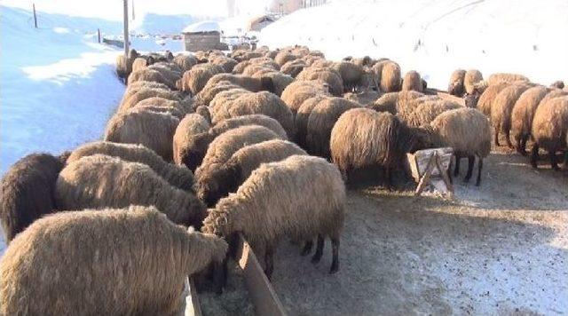 Terör Olayları Muş’ta Hayvancılığı Etkilemedi