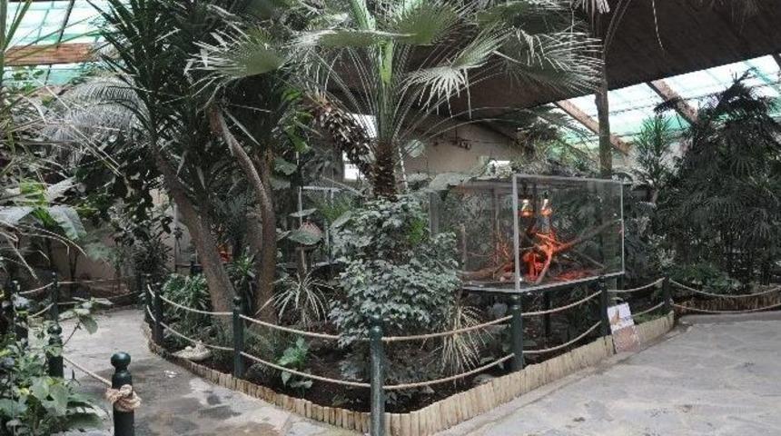 Hayvanat Bah&ccedil;esini 8 Bin Bitki İle Yağmur Ormanına &Ccedil;evirdiler