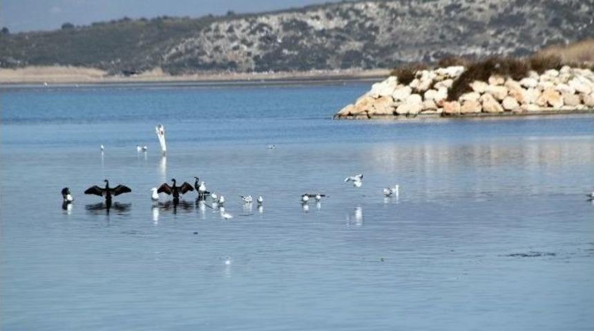 Didim&rsquo;de G&ouml;&ccedil;men Kuşların G&uuml;neş Keyfi..