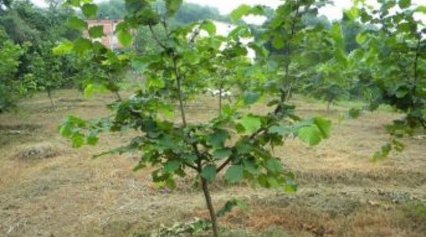 Ufk&rsquo;den &lsquo;sertifikalı Fidan&rsquo; Teklifi