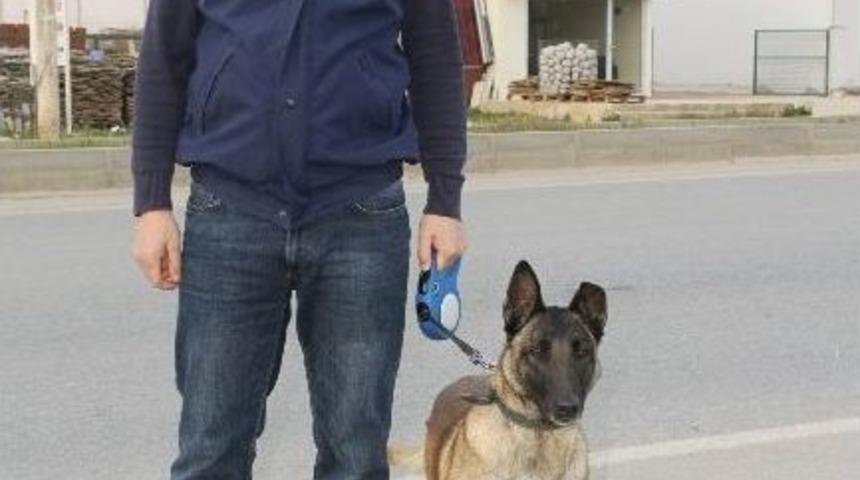 Narkotik K&ouml;pekleri Didim&rsquo;de G&ouml;rev Başında