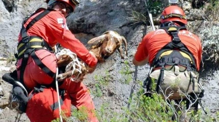 İnat&ccedil;ı Ke&ccedil;iler Akut&rsquo;u 5 Saat Oyaladı