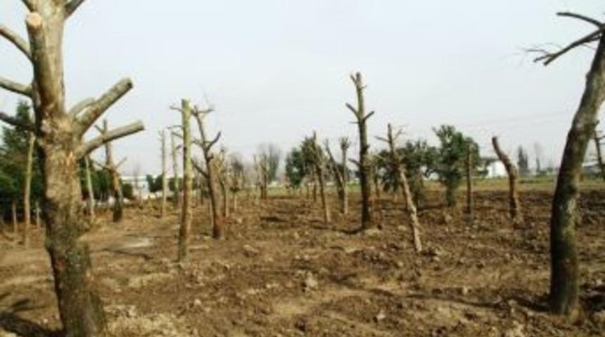 Tramvay Hattından S&ouml;k&uuml;len Ağa&ccedil;lar Rehabilite Ediliyor