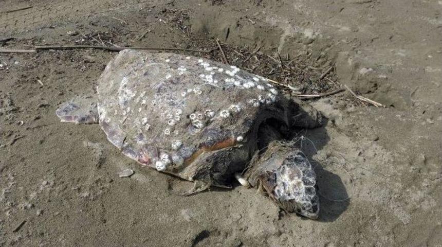 Misinalara Dolanmış &Ouml;l&uuml; Caretta Caretta Kıyıya Vurdu