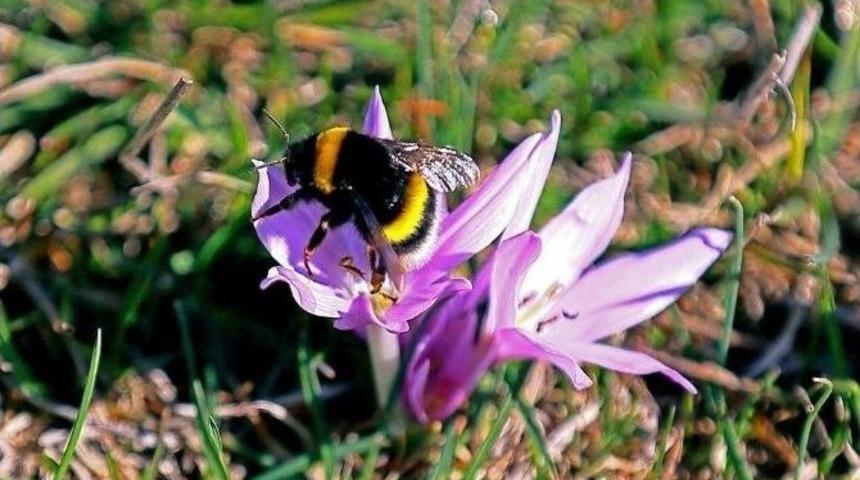 Keles&rsquo;te Bahar &Ccedil;i&ccedil;ekleri Erken A&ccedil;tı