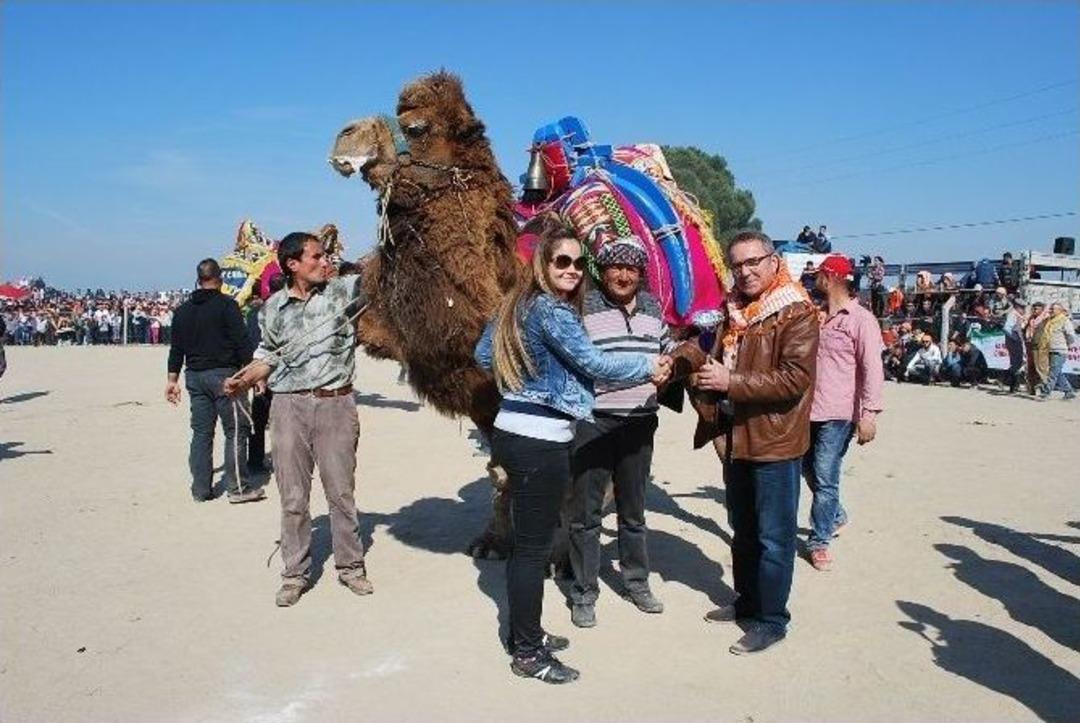 Salihli Deve G&uuml;reşleri İle Şenlendi