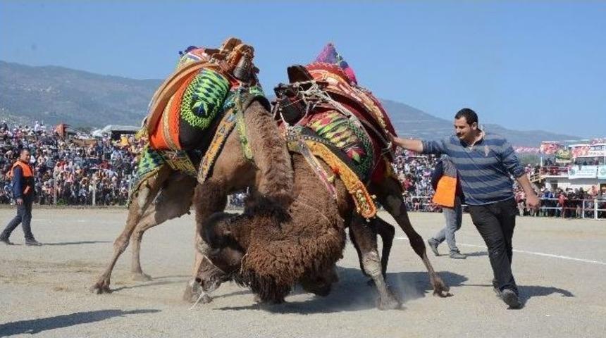 Bozdoğan Deve G&uuml;reşleri B&uuml;y&uuml;k İlgi G&ouml;rd&uuml;