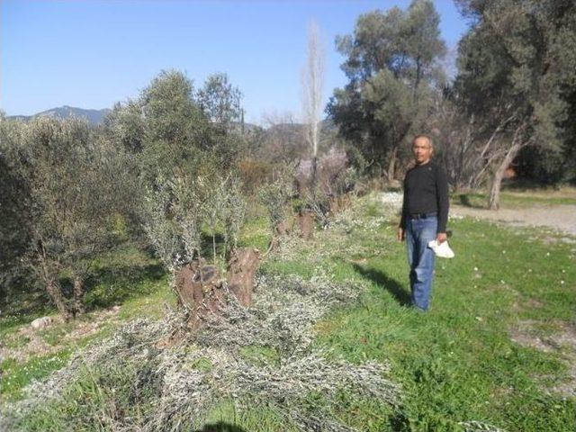 Dalaman’da Zeytin Gençleştirme Ve Budama Gösterisi