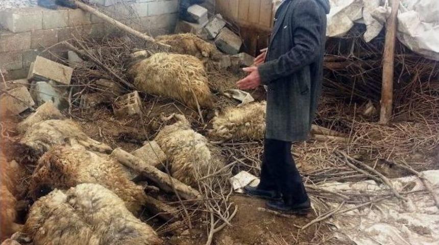 &Ccedil;&ouml;ken Ahırda 70 Koyun Telef Oldu