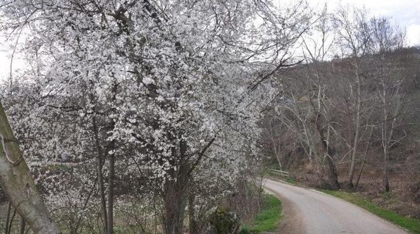 G&uuml;neşi G&ouml;ren Ağa&ccedil;lar &Ccedil;i&ccedil;ek A&ccedil;tı