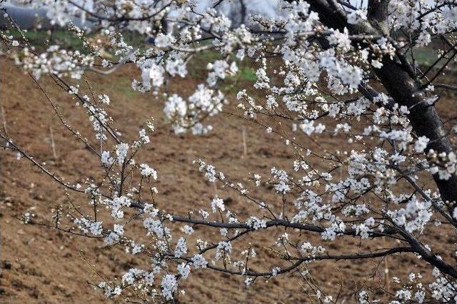 Güneşi Gören Ağaçlar Çiçek Açtı