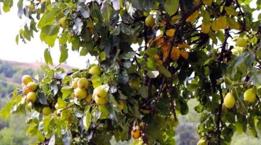 Posof Armudu: Doğal Antibiyotik