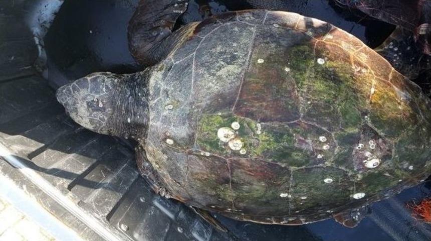 Samandağ Sahilinde Yaralı Deniz Kaplumbağası Bulundu
