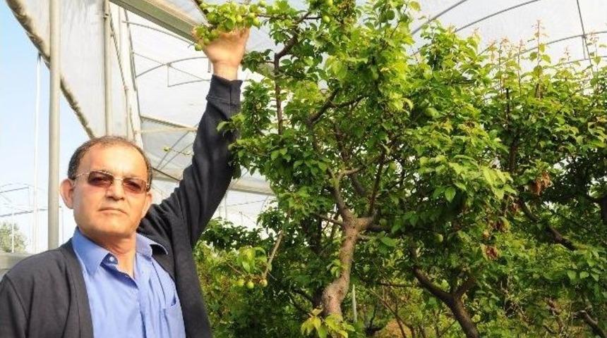 &Ccedil;eyrek Altın Fiyatına Erik