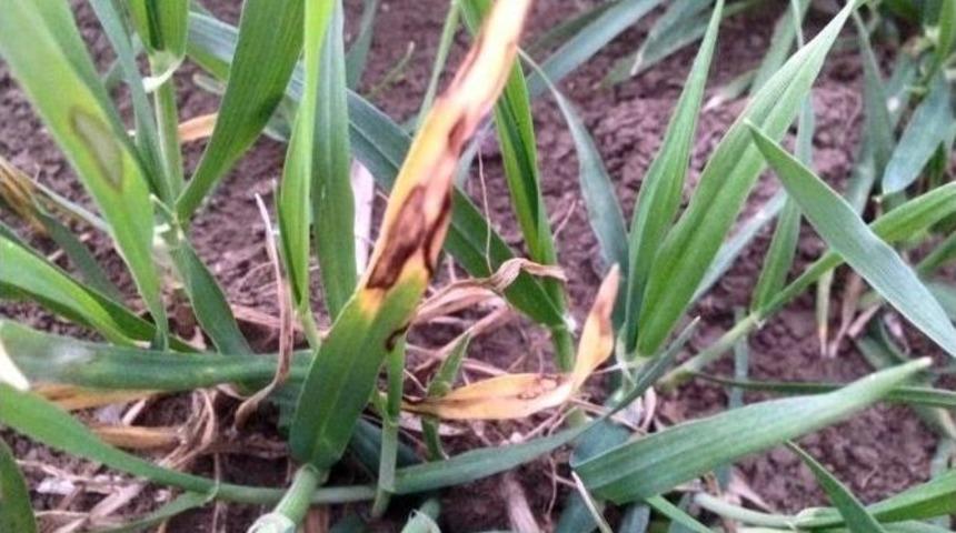 Başkan Turanlı, Septoria Hastalığı&rsquo;na Dikkat &Ccedil;ekti