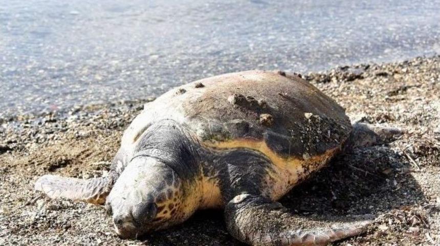 Aliağa Sahilinde &Ouml;l&uuml; Caretta Caretta Bulundu