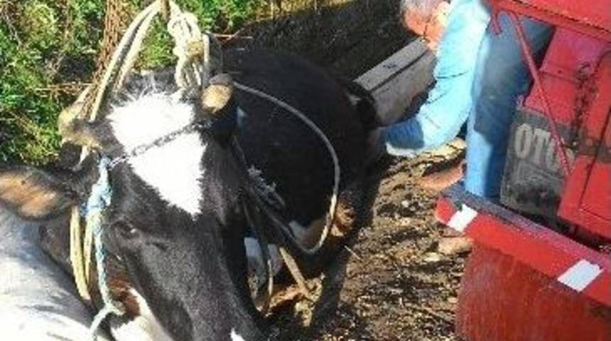 Kanala D&uuml;şen Hamile İneği İtfaiye Kurtardı