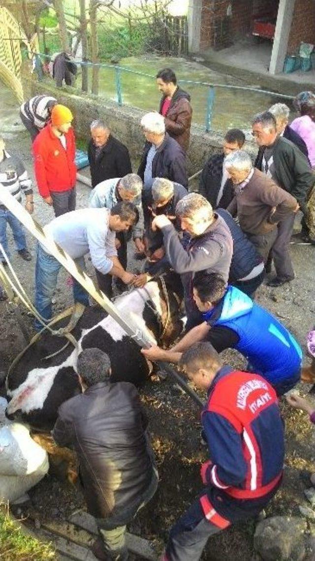 Kanala Düşen Hamile İneği İtfaiye Kurtardı