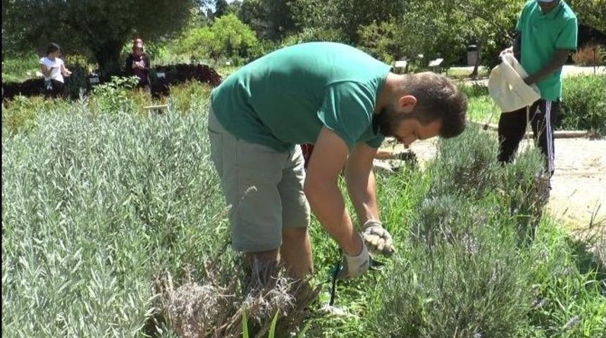 G&ouml;n&uuml;ll&uuml; Bah&ccedil;ıvanlığa İlgi Giderek Artıyor