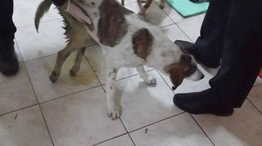 Sakat K&ouml;peğe &Ouml;zel D&uuml;zenek