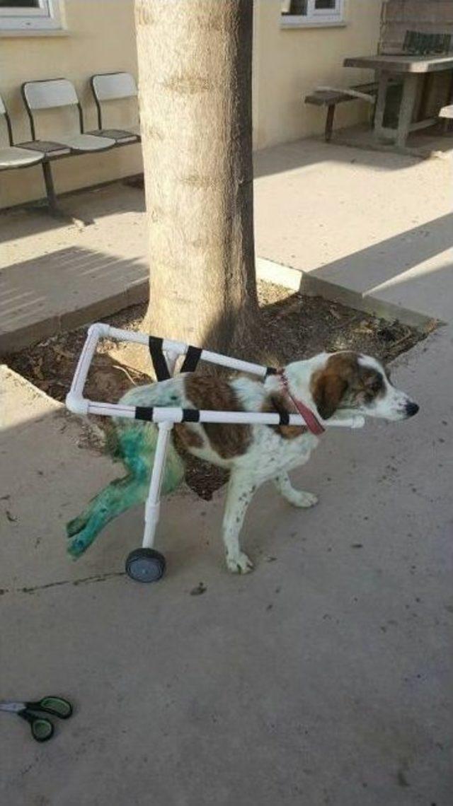 Sakat Köpeğe Özel Düzenek