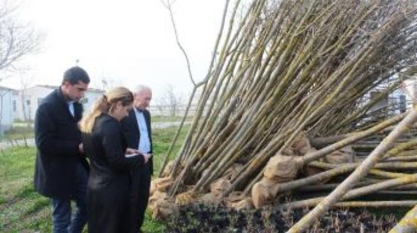 Lapseki&rsquo;de Ağa&ccedil;landırma &Ccedil;alışmaları