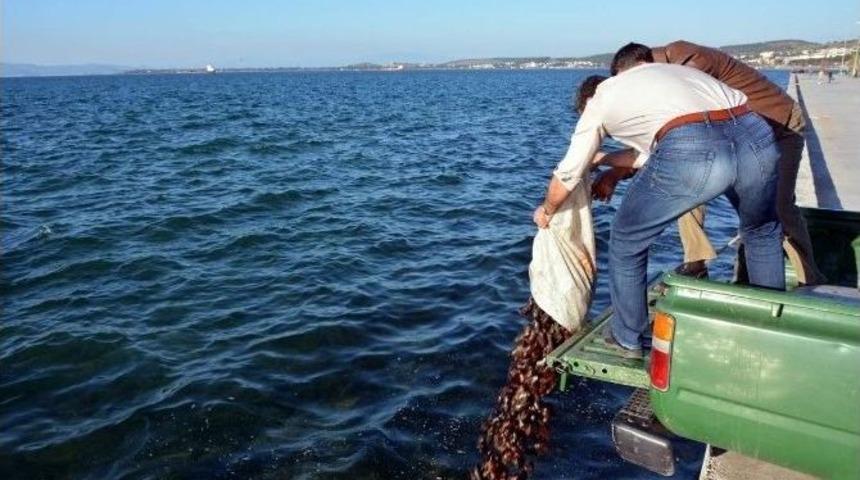 Ka&ccedil;ak Deniz Patlıcanı Avcılarına Operasyon