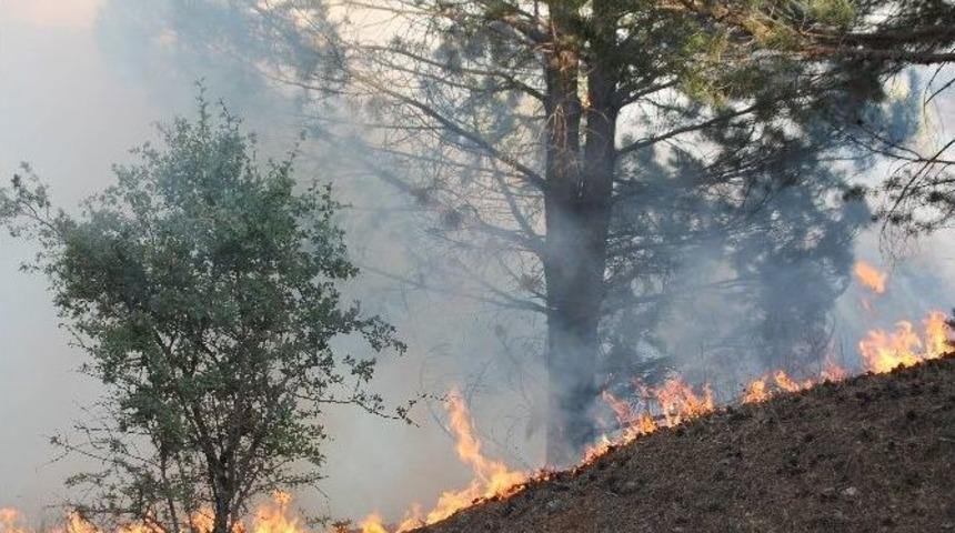 Kış Ortasında Orman Yangını