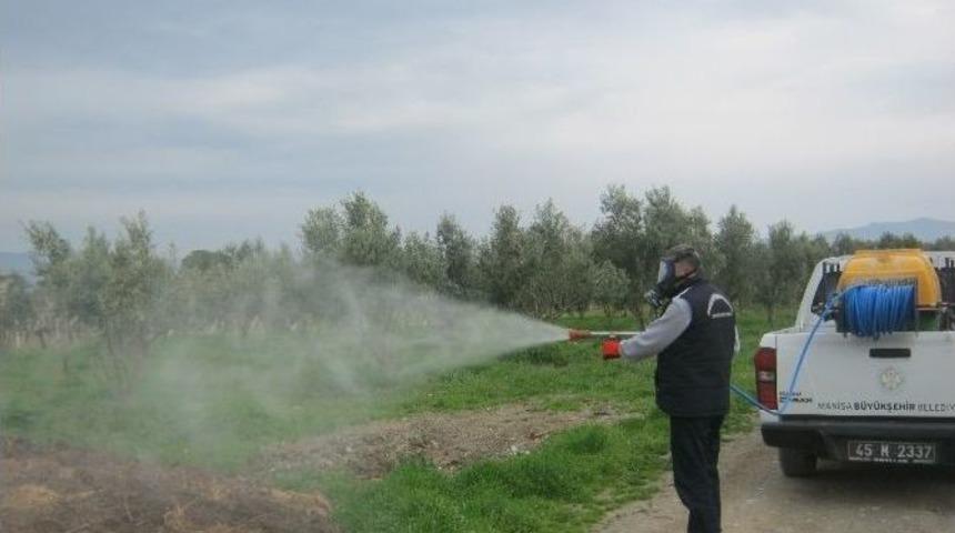 Manisa&rsquo;da Haşere İle M&uuml;cadele S&uuml;r&uuml;yor