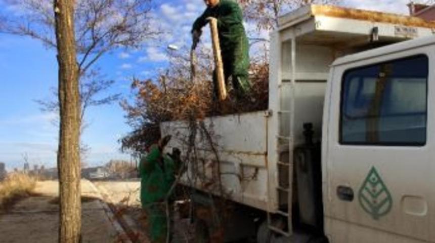 Ağa&ccedil;lar Yaza Hazırlanıyor