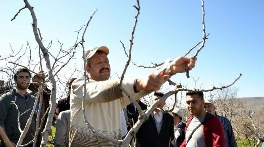 Fıstık Bah&ccedil;esinde Uygulamalı Eğitim