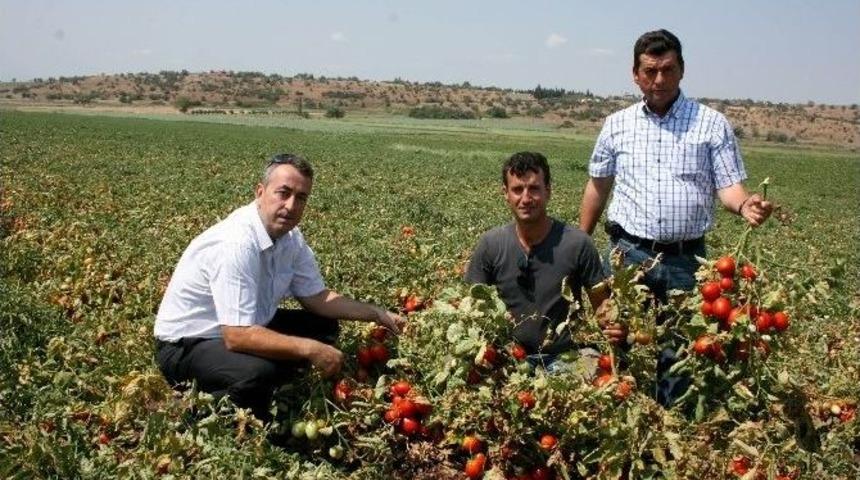 Domates &Uuml;reticisi Fiyatlardan Memnun Değil