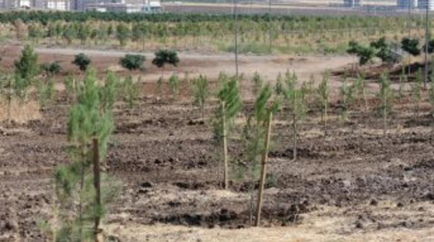 Belediyenin &lsquo;kent Ormanı&rsquo; İtirazı Reddedildi