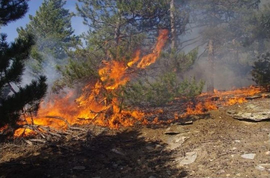 Karıncalı Dağı&rsquo;nda 15 Hektar &Ccedil;am Ormanı K&uuml;l Oldu
