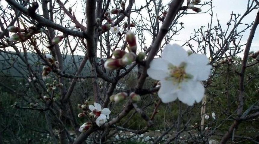 Aydın&rsquo;da Budamalar Tamalanıyor