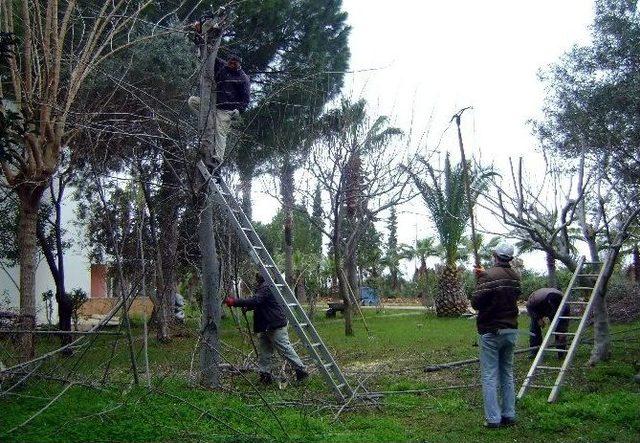 Aydın&rsquo;da Budamalar Tamalanıyor 1