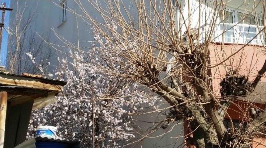 Kulp&rsquo;ta Badem Ağa&ccedil;ları &Ccedil;i&ccedil;ek A&ccedil;tı