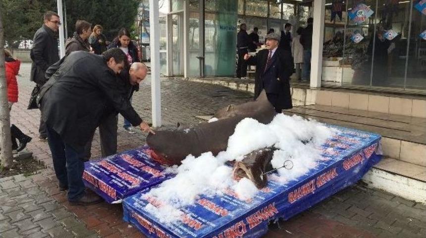 3,5 Metrelik Jaws&rsquo;a Yoğun İlgi