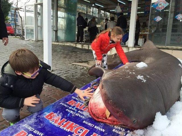 3,5 Metrelik Jaws’a Yoğun İlgi